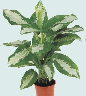 Pattaya Chinese evergreen